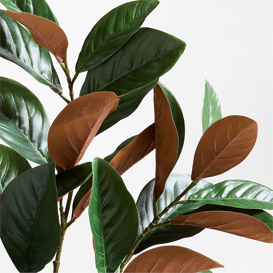 Magnolia Holiday Branch 60'